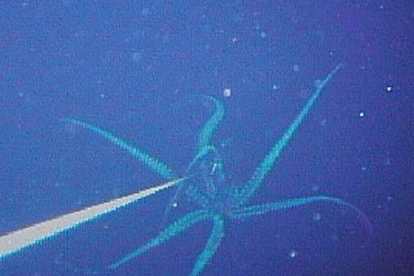 Kraken dark net