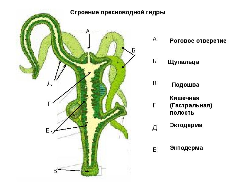 Магазины с наркотиками
